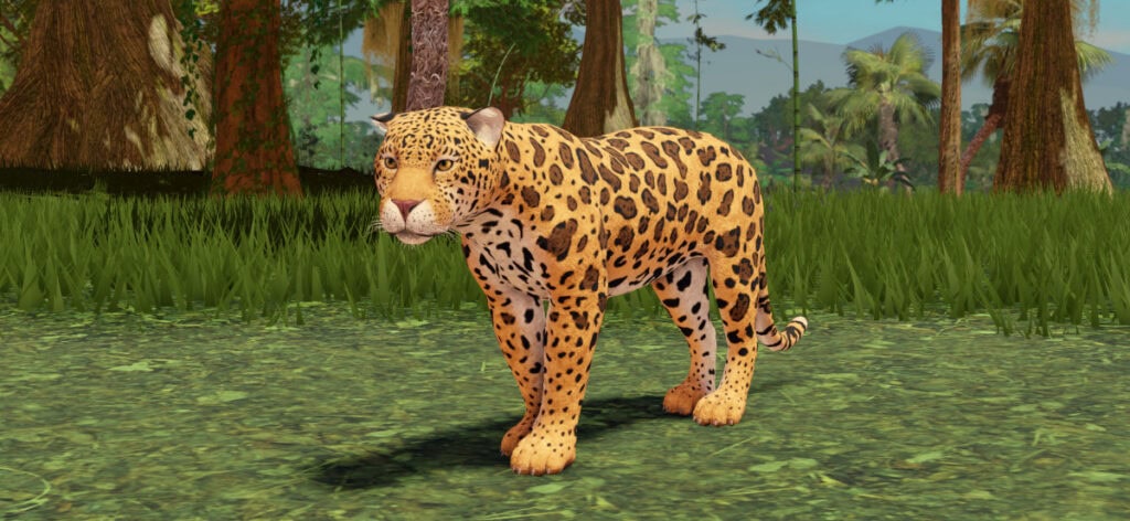 kehidupan-di-hutan-jaguar-noyo-productions